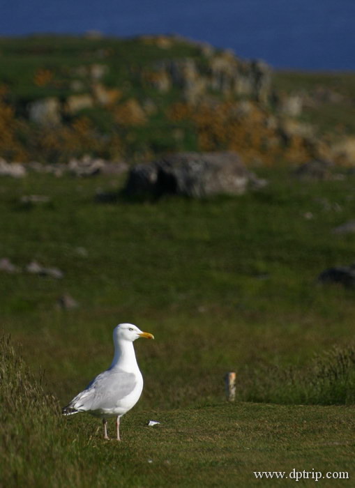 11_Cape St. Mary's005 